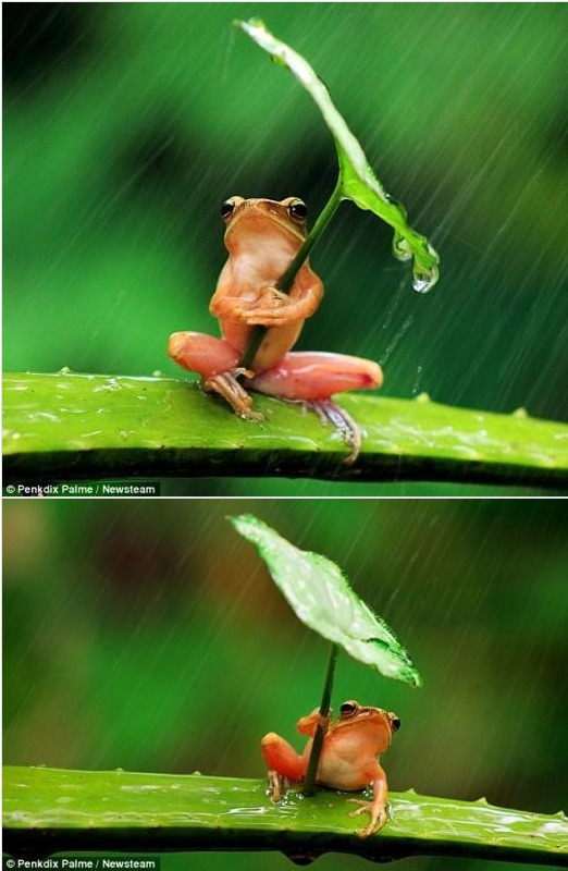 20130724 umbrella frog, 우산 개구리.jpg “장마는 지긋지긋해”…나뭇잎 우산 쓴 개구리 포착